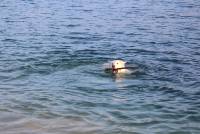 Amy im Wasser mit Stock